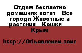 Отдам бесплатно домашних котят - Все города Животные и растения » Кошки   . Крым